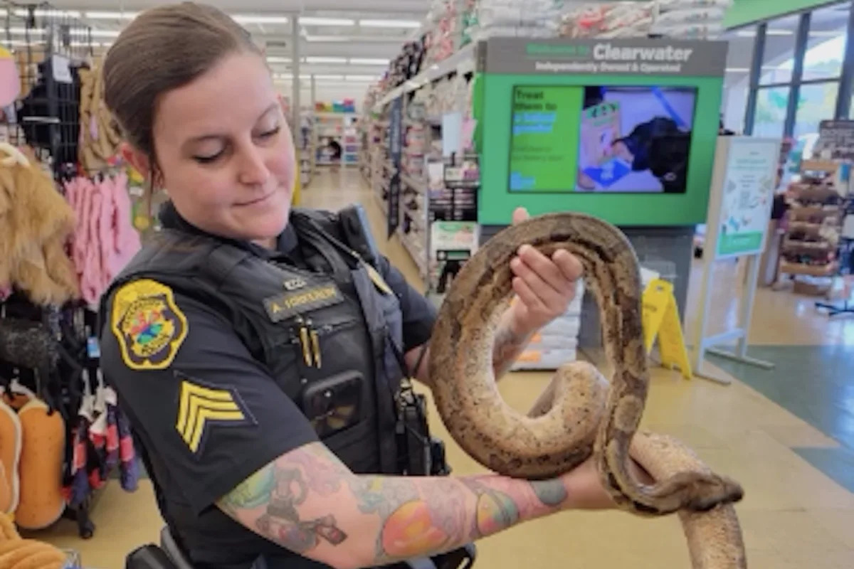 Florida woman finds 5-foot boa 'camped out' on her car hood, and police wrangle it