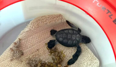 Florida county's sea turtle nesting season shatters old record, with 714 nests by Friday