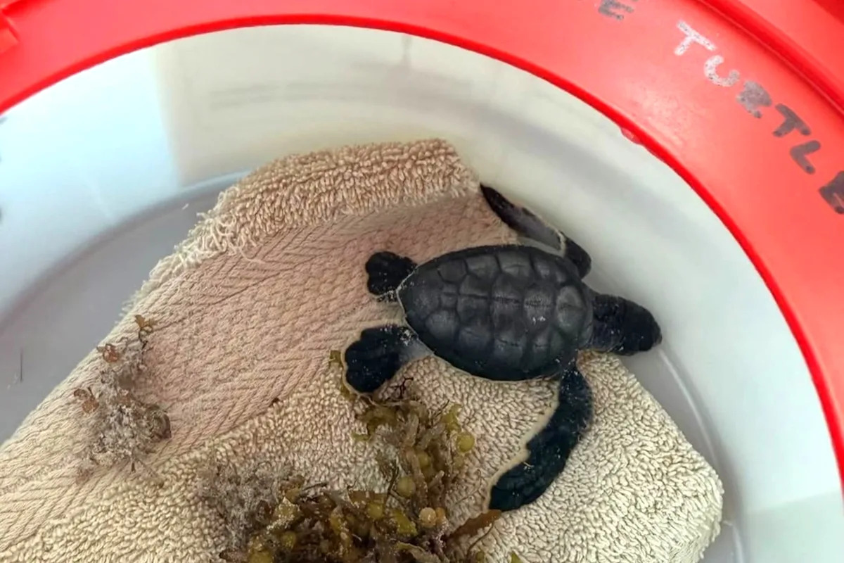 Florida county's sea turtle nesting season shatters old record, with 714 nests by Friday