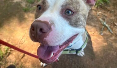 Furry Friday: These pups hoping to celebrate freedom, new family on Independence Day!