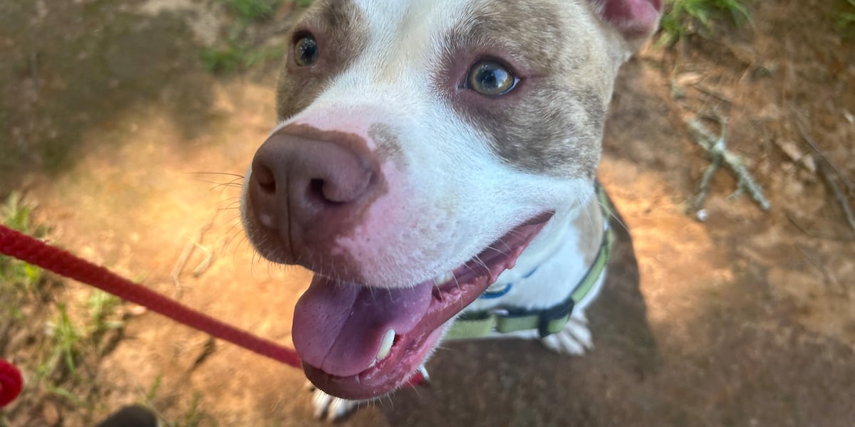 Furry Friday: These pups hoping to celebrate freedom, new family on Independence Day!