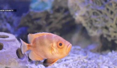 Hidden gem in Fort Pierce: Smithsonian Marine Exhibit brings Florida’s ocean ecosystems to life