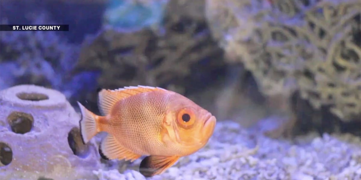 Hidden gem in Fort Pierce: Smithsonian Marine Exhibit brings Florida’s ocean ecosystems to life