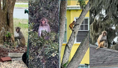 Monkey spotted near Mount Dora's Lakeside Inn as sightings continue across Central Florida