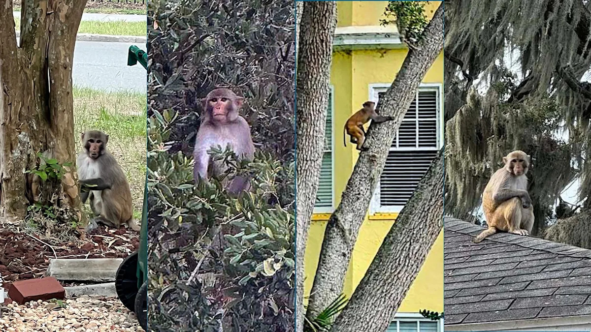 Monkey spotted near Mount Dora's Lakeside Inn as sightings continue across Central Florida