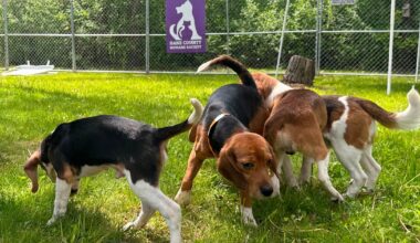 Wisconsin beagle farm closing and hundreds of its dogs will be sent to a Florida rescue group :: WRAL.com