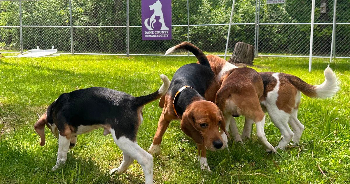 Wisconsin beagle farm closing and hundreds of its dogs will be sent to a Florida rescue group :: WRAL.com