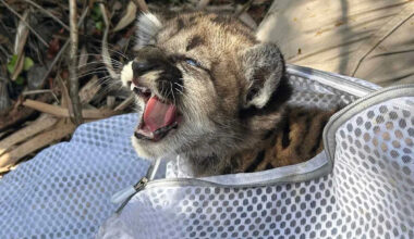Florida Rescuers Save Weak Panther Kitten with a 'High Parasite Load' Left Abandoned by Her Mom