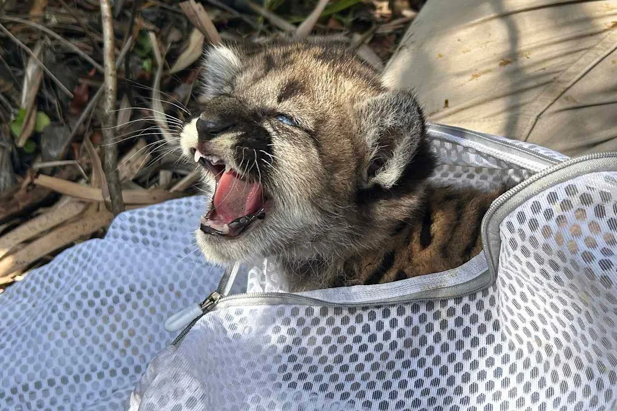 Florida Rescuers Save Weak Panther Kitten with a 'High Parasite Load' Left Abandoned by Her Mom