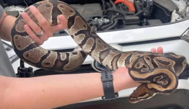 Florida resident finds ball python curled around car engine as deputies search for its owner