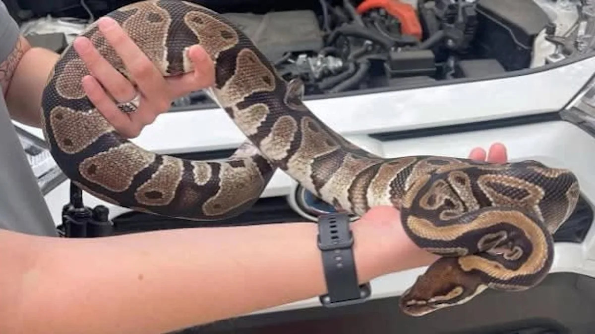 Florida resident finds ball python curled around car engine as deputies search for its owner