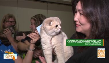 For the first time ever, Catstravaganza is coming to Orlando