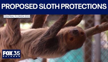 5 changes FWC could make to protect imported sloths: advocacy group