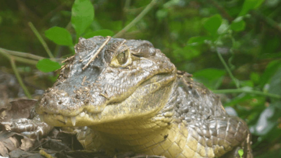 It’s the spectacled caiman, and a University of Florida study is now shedding new light on its growing presence in the Everglades. In the canals, wetlands and marshes of the Florida Everglades, the spectacled caiman has quietly expanded its foothold, threatening an already vulnerable ecosystem. (University of Florida)