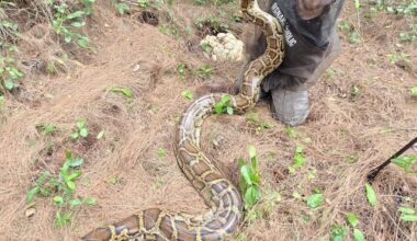 See photogenic Florida hunters pose with their python 'trophies'