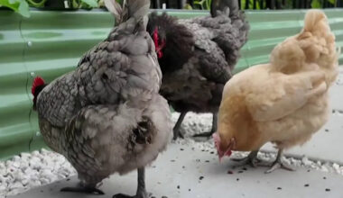 A Florida Woman Took On the City to Keep Her Four Backyard Hens