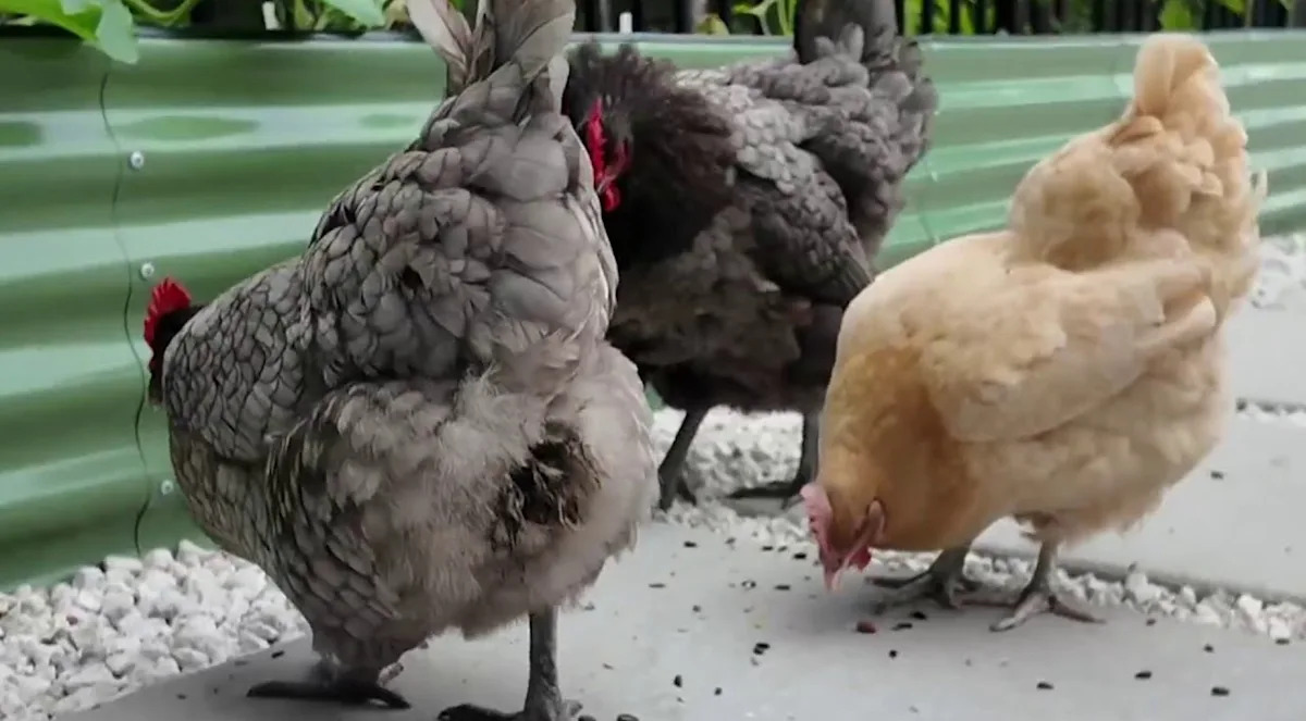 A Florida Woman Took On the City to Keep Her Four Backyard Hens