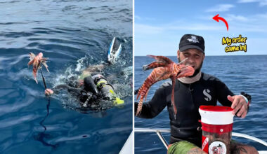 Florida reef diver packs container full of invasive lionfish — and one is a monster