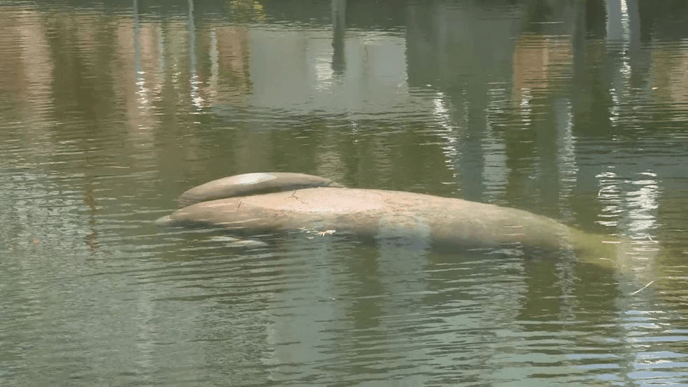 January 28, 2026 — A mot her manatee named Stripes, once found in critical condition with fishing line embedded in her flippers, was successfully released back into the wild at John Pennekamp Coral Reef State Park alongside her surviving calf, Argyle, after months of rescue, medical treatment, and rehabilitation by the Dolphin Research Center, SeaWorld Orlando, and the Florida Fish and Wildlife Conservation Commission. (Dolphin Research Center)