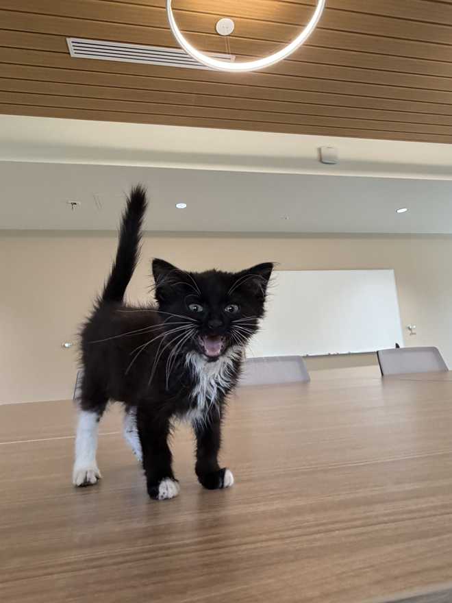 Shelter cat Journey on the meeting table. Shelter cat Journey on the meeting table.