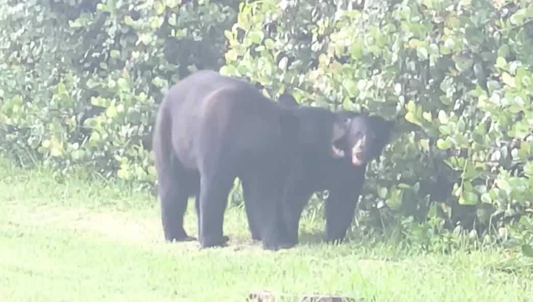 Video shows mother bear charging at resident in Florida neighborhood as sightings increase