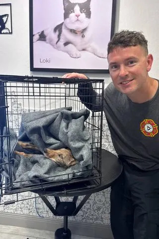 Coyote pup drying off after its rescue by the Cape Coral Fire DepartmentCredit: Cape Coral Fire Department/Facebook