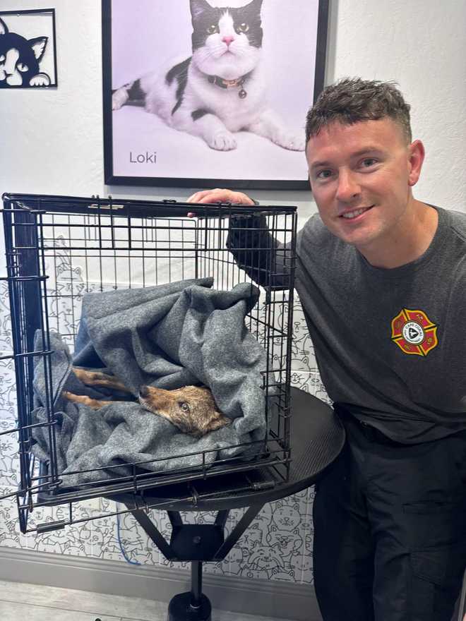 Coyote rescue CCFD Coyote rescue CCFD