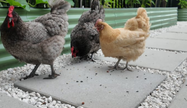 Casselberry woman fights to keep backyard hens