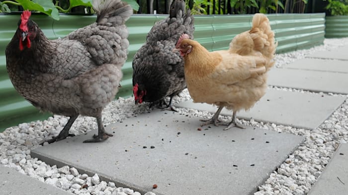 Casselberry woman fights to keep backyard hens