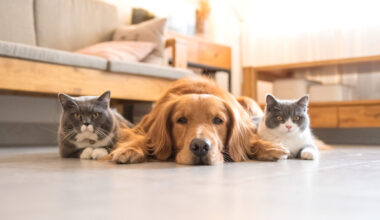 Fireworks and Pets - Florida Weekly