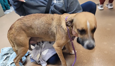Florida man arrested after dog found dead at ranch, other animals found neglected, deputies say – NBC 6 South Florida