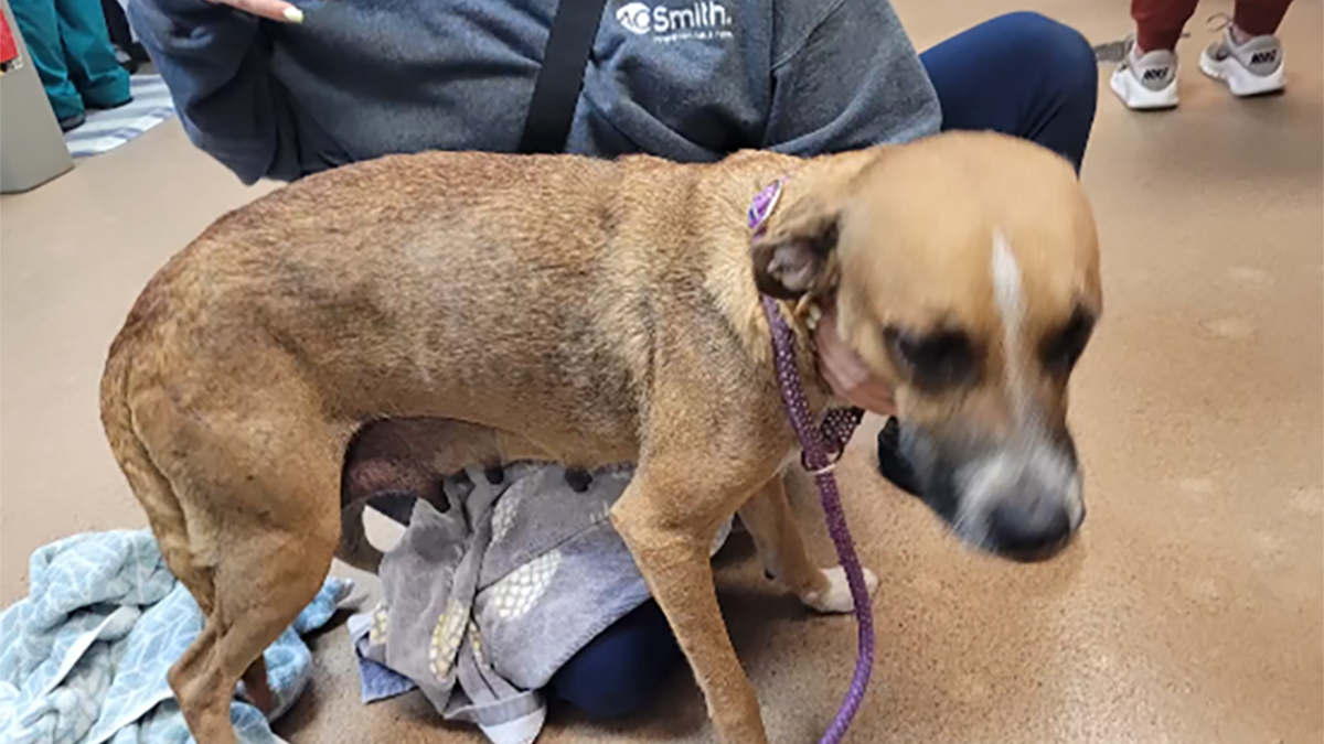 Florida man arrested after dog found dead at ranch, other animals found neglected, deputies say – NBC 6 South Florida