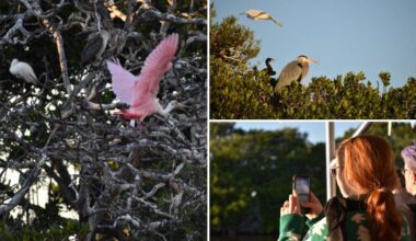 Art & Nature Sunset Tours with the MFA & Tampa Bay Watch Discovery Center