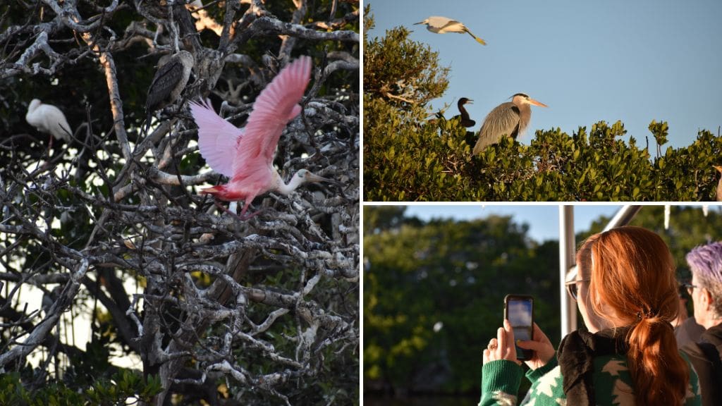 Art & Nature Sunset Tours with the MFA & Tampa Bay Watch Discovery Center