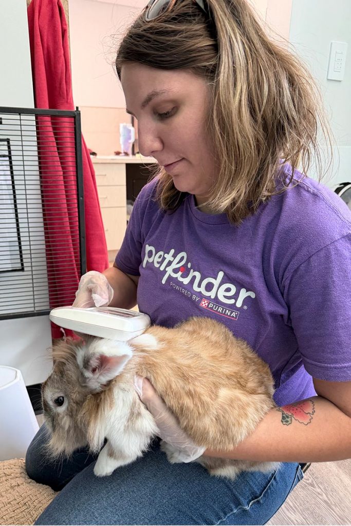 Ashley Wiggins scans a microchip on rabbit Lord Farquaad. Photo courtesy of the Humane Society of the Treasure Coast