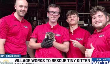 Something Good: Tiny kitten found in truck engine rescued in Tallahassee