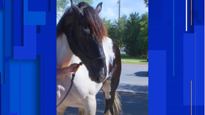 JSO’s newest member of the Mounted Unit needs a name