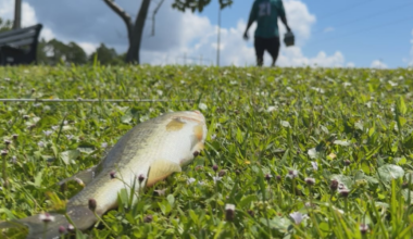 Florida’s license-free freshwater weekend draws anglers to Frank Brown Park