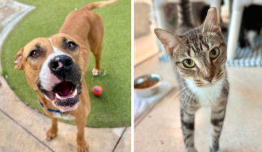 Blossom and Suki: Looking for Forever Homes at Broward County Animal Care – Parkland Talk