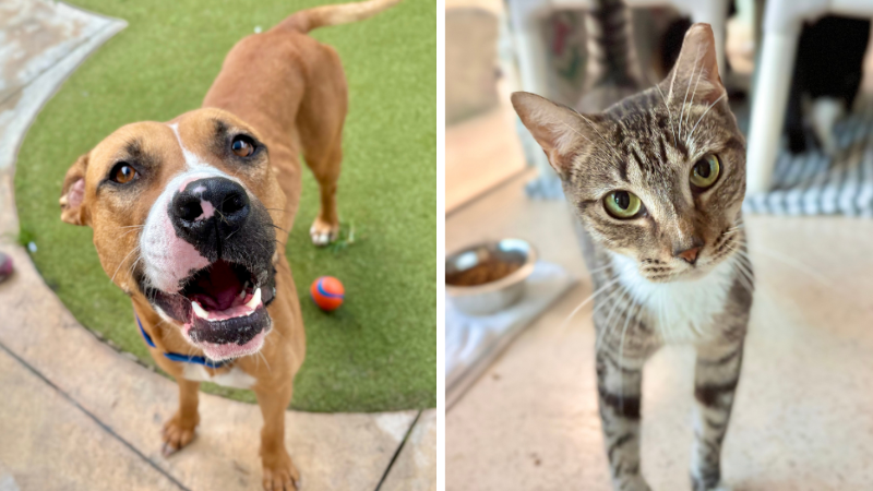 Blossom and Suki: Looking for Forever Homes at Broward County Animal Care – Parkland Talk