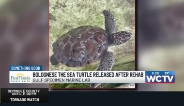 Something Good: Bolognese the sea turtle released after rehab