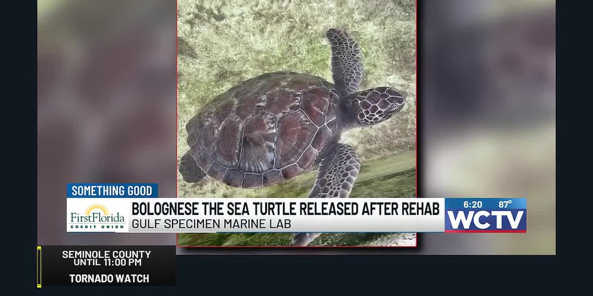 Something Good: Bolognese the sea turtle released after rehab