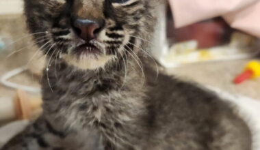 CROW: Bobcat has clear lungs, thriving in recovery - SANIBEL-CAPTIVA