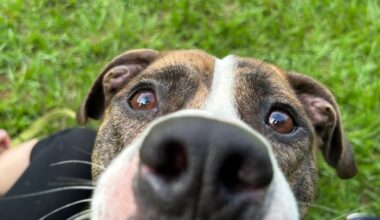 Furry Friday: These adorable ‘June bugs’ can’t wait to meet their new families