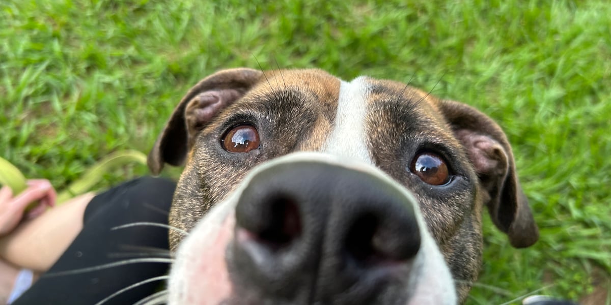 Furry Friday: These adorable ‘June bugs’ can’t wait to meet their new families