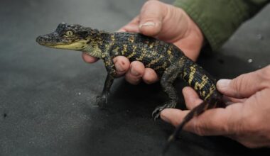 Small alligator bites man returning turtle to Pompano Beach lake – Sun Sentinel