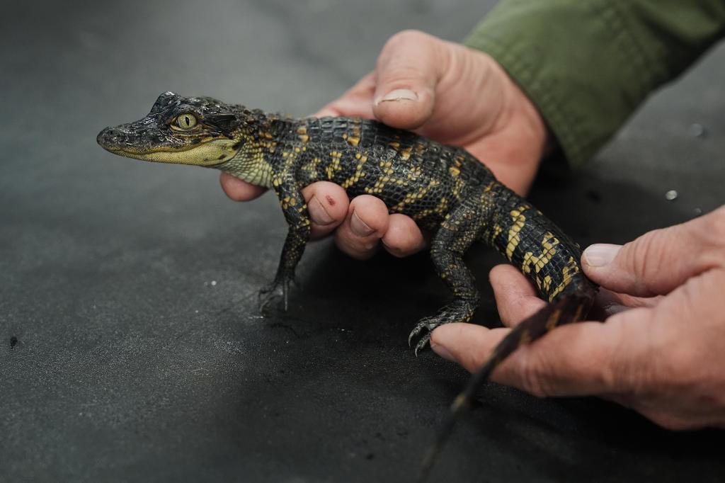 Small alligator bites man returning turtle to Pompano Beach lake – Sun Sentinel