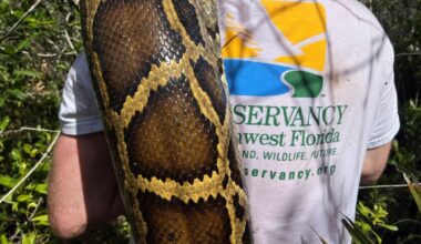 8,000 pounds of invasive Burmese python removed from the Florida Everglades