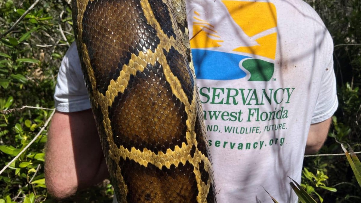 8,000 pounds of invasive Burmese python removed from the Florida Everglades