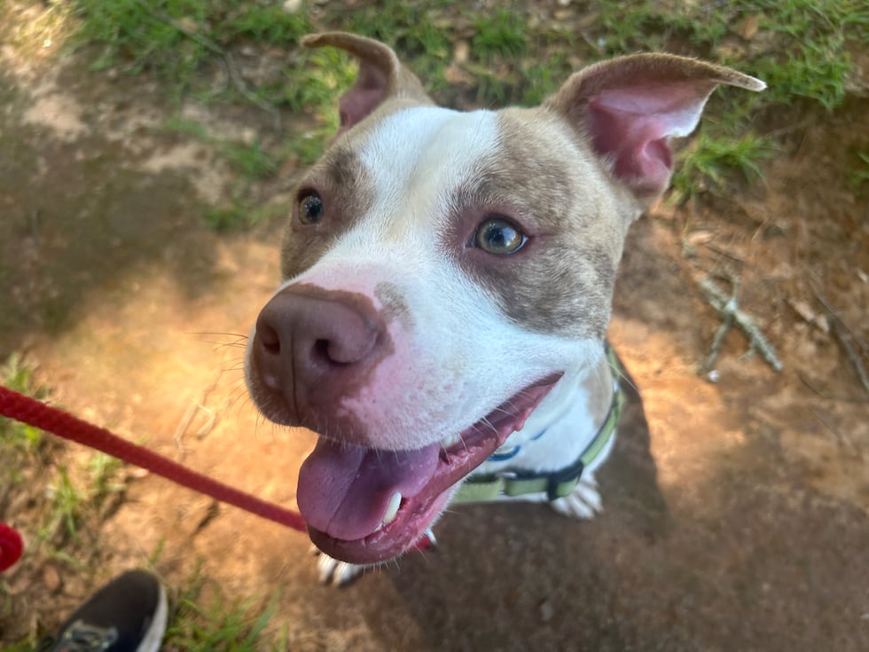 This joy boy has big energy and his coat is a real head turner - a cool kaleidoscope of...